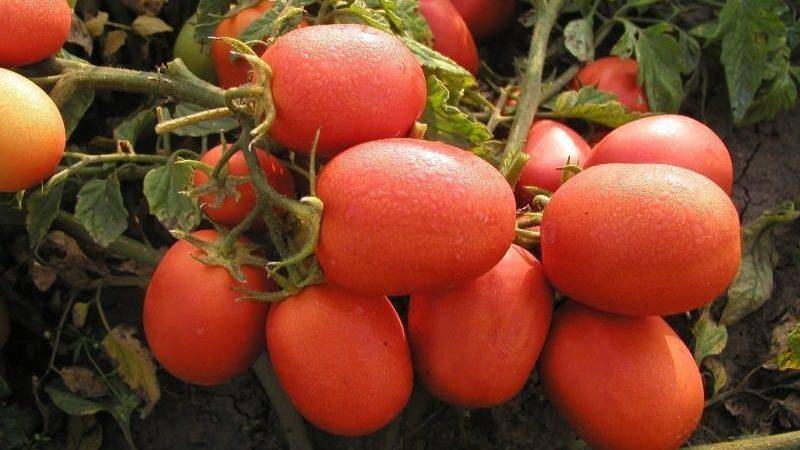 Описание сорта томата ниагара и особенности плодов индетерминантного типа