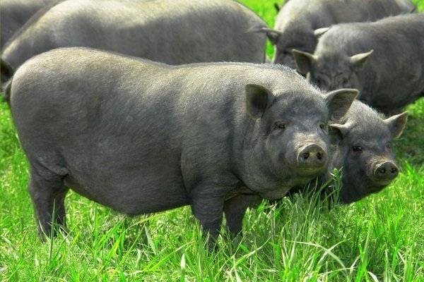 Описание и характеристика породы свиней венгерская мангалица