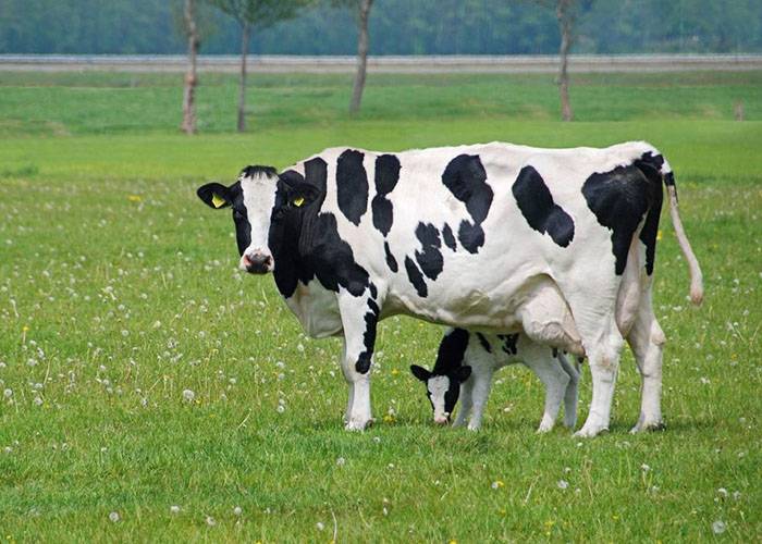 Периоды и продолжительность лактации у коров