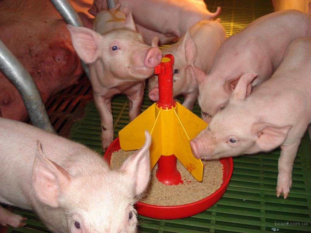 Откорм свиней на мясо