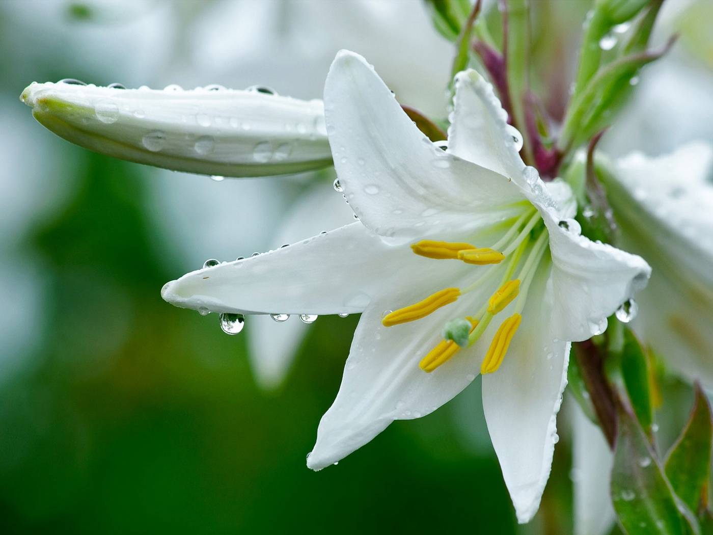 Описание и характеристики белоснежной лилии, посадка и уход в открытом грунте