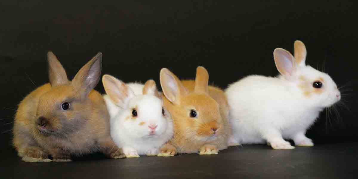 Как подстригать когти кролику — пошаговое описание и рекомендации