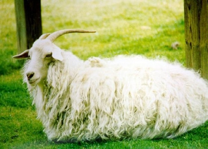Лифчик для козы: зачем нужен, как и из чего можно сшить своими руками