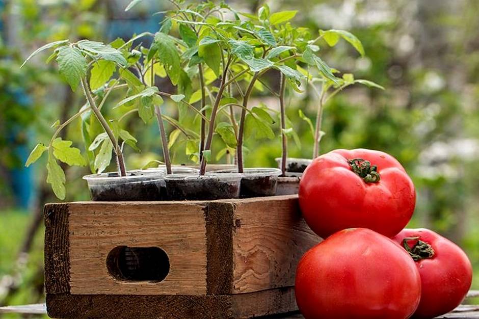 Какими способами можно вырастить рассаду помидоров