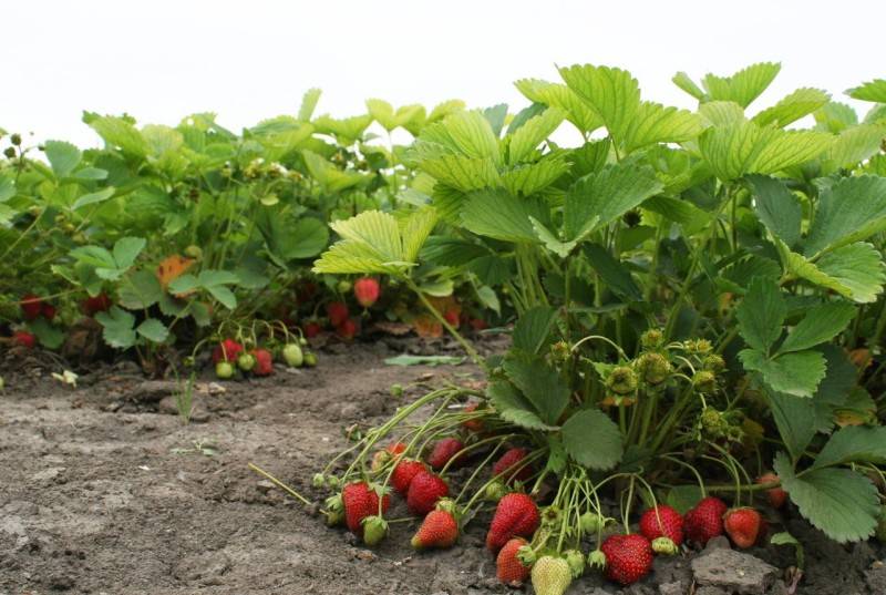 Клубника «полка» — описание сорта, агротехника выращивания, ухода и посадки ягоды в открытом грунте (фото)