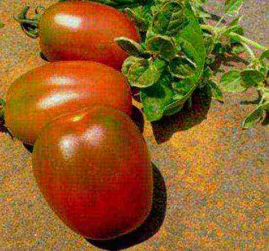 Идеальный сорт для начинающих — томат «крупная сливка»