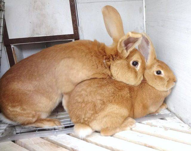 Крол и крольчиха всегда вместе – правильно ли?