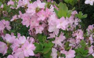 Рододендрон в саду: особенности размножения с помощью черенков