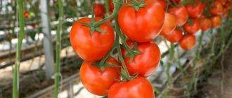 Сортовые особенности томата фенда
