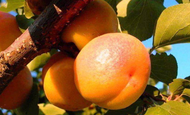 Плодоношение абрикоса: проблемы и их решение
