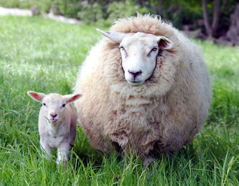 В чем разница между бараном и овцой