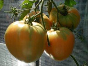 Коллекция семян редких сортов томатов от валентины редько на 2020 год