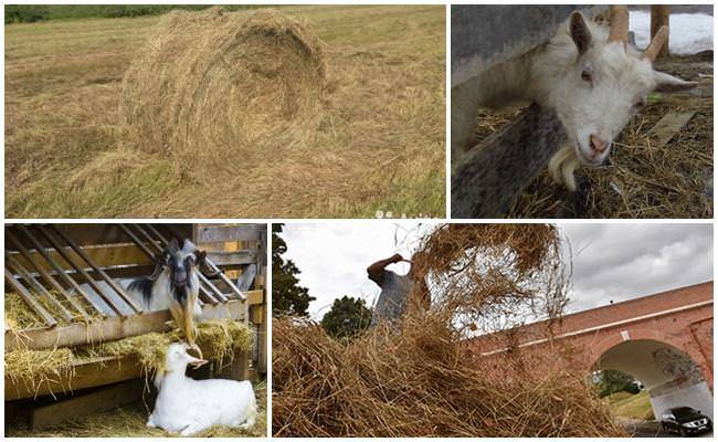 Чем кормить коз зимой: рацион и правила