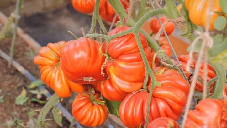 Описание сорта томата лукошко на окошке, его выращивание