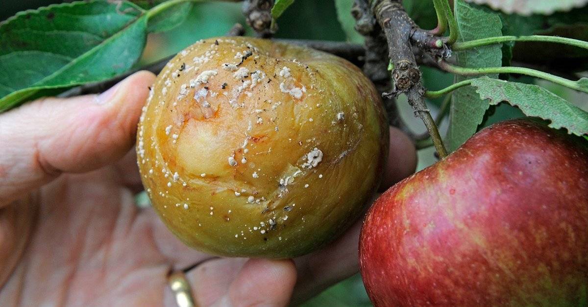 Если грибок на яблоне, как бороться? расскажут специалисты