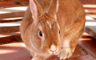 Новозеландский кролик: особенности породы