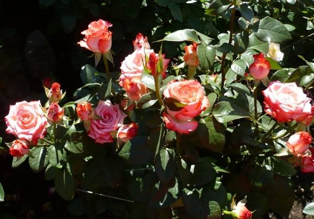 Описание и характеристики роз сорта Блаш, тонкости выращивания