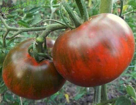 Томат «гном», описание сорта и характеристика урожайности помидора (фото)