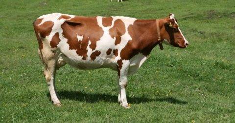 История выведения и характеристика ярославской породы коров