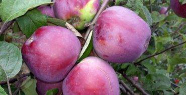 Характеристики и описание яблони сорта имрус, выращивание, посадка и уход