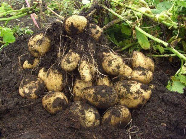 Картофель импала — описание раннеспелого сорта высокого качества