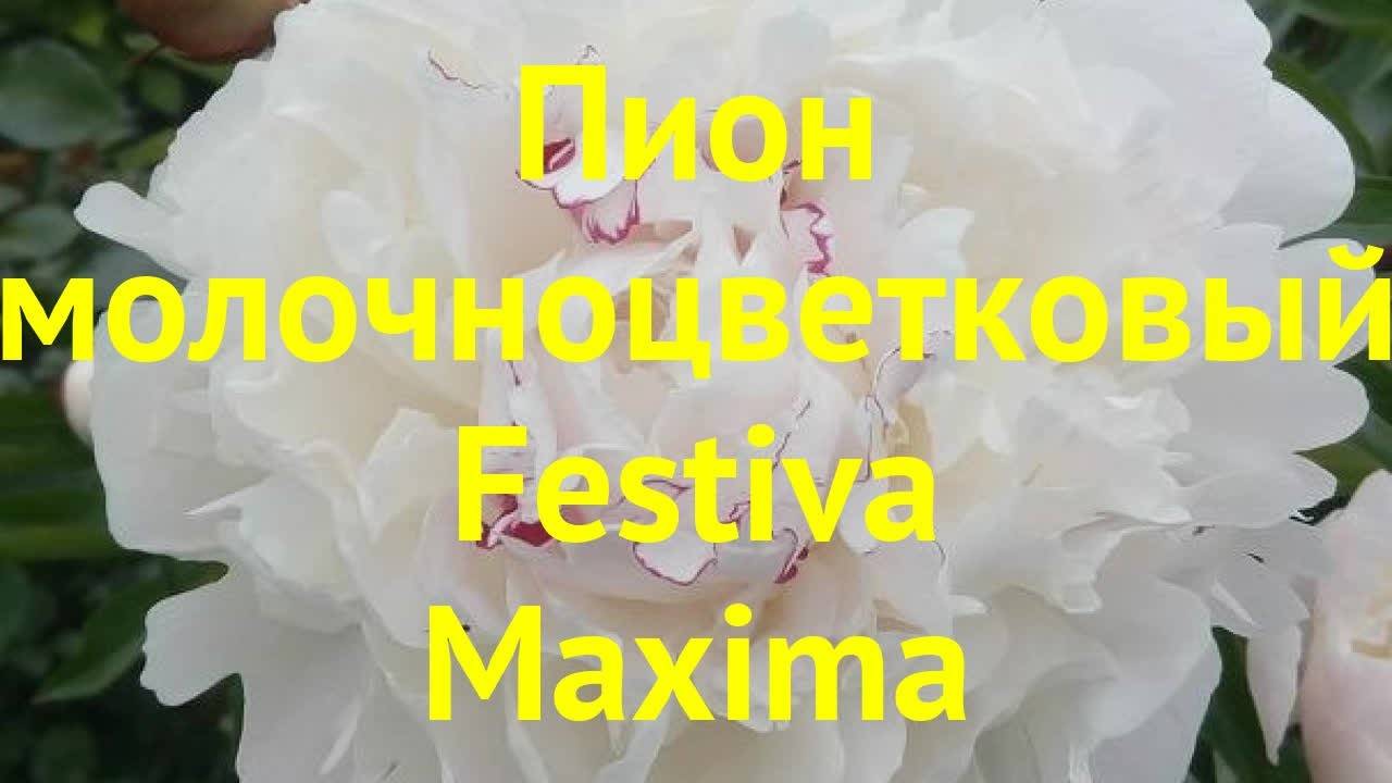 Фестива максима пион (paeonia festiva maxima)