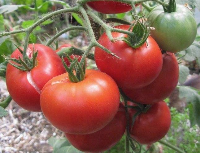 Характеристика и описание сорта томата Агата, его урожайность