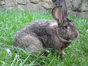 Описание и характеристики кроликов породы фландр, уход в домашних условиях
