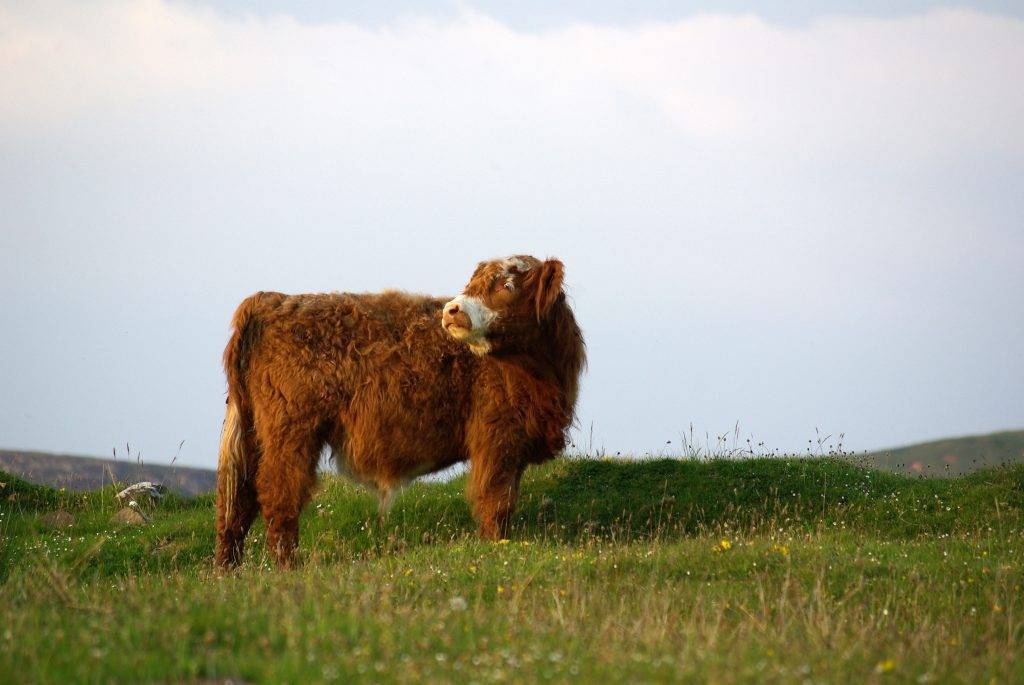 Шотландская корова (хайленд): характеристика, уход