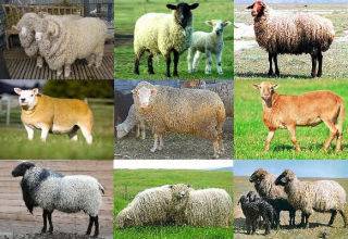 Нюансы разведения овец мясных пород, как быстро они растут и правила откорма