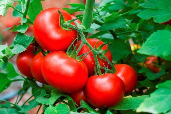 Описание томата соседская зависть f1 и агротехника выращивания растения