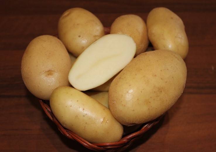Описание сорта картофеля Крепыш, выращивание и уход