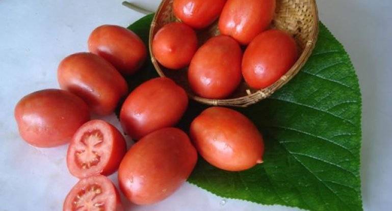 Чем хорош сорт томатов челнок и какие могут возникнуть проблемы при выращивании?