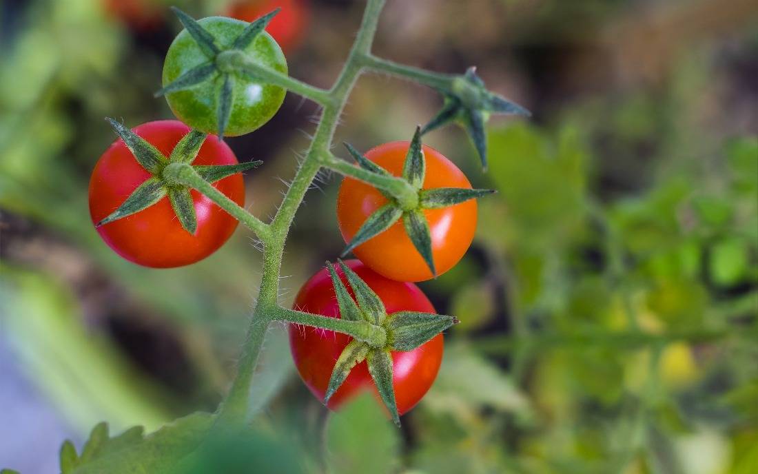 Штамбовые томаты: что это такое, лучшие сорта для открытого грунта и теплиц, ранние, урожайные и крупноплодные