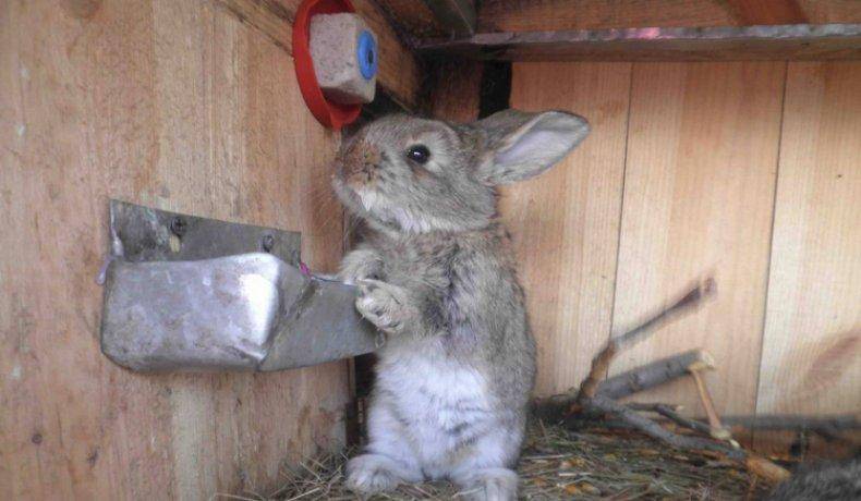 Кролик ничего не ест и не пьет: причины и что делать