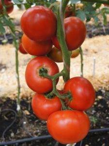 Иностранец родом из сибири — описание и рекомендации по выращиванию томата «французский гроздевой»