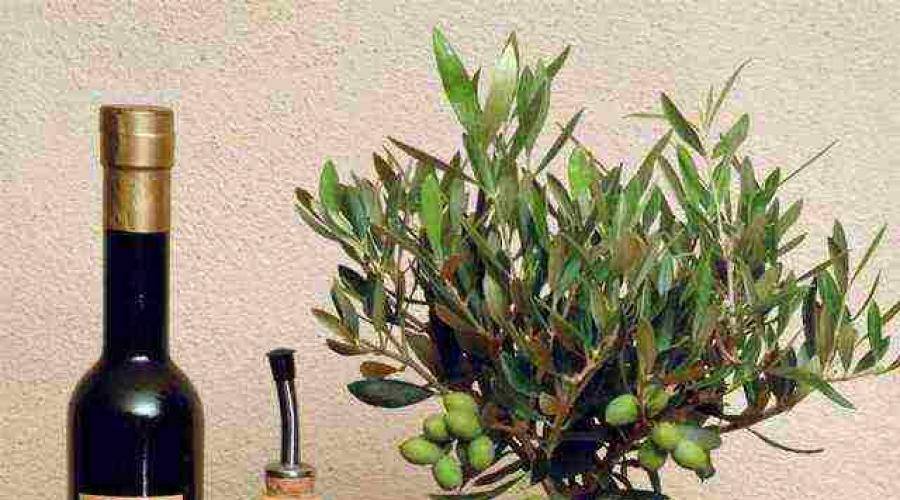 Размножение, выращивание и уход за оливой в домашних условиях