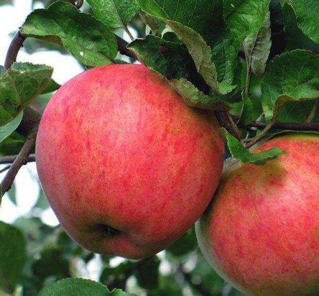 Неприхотливая яблоня строевское: описание, фото, отзывы