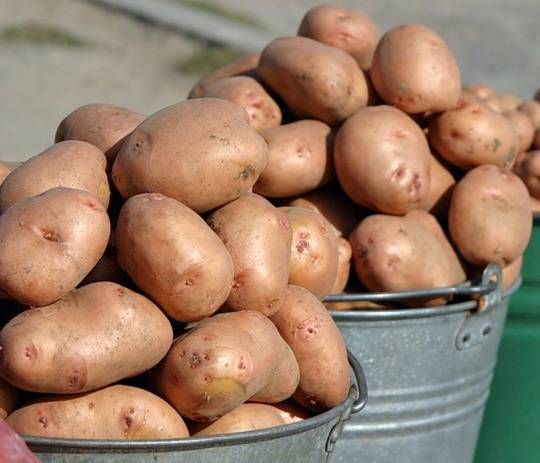 Какова урожайность картофеля с 1 га земли?