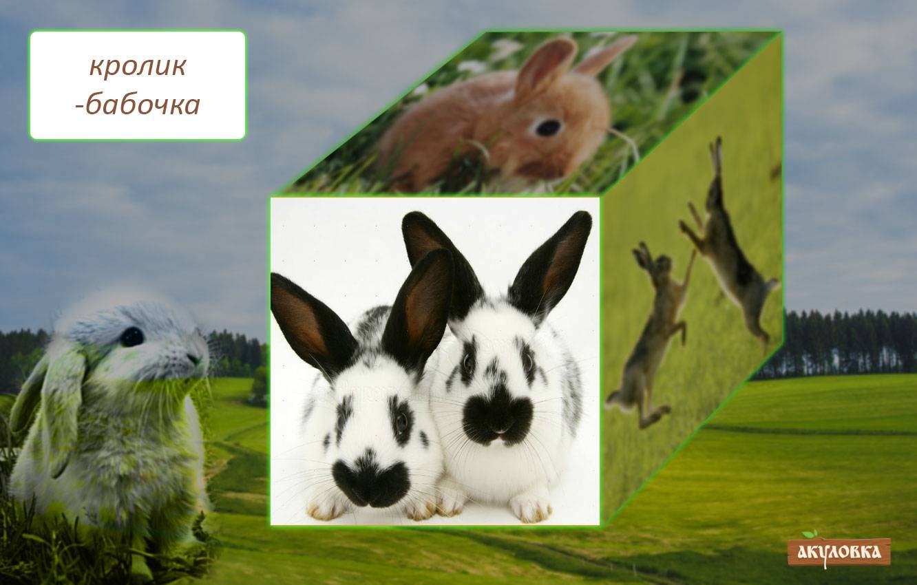 Порода кроликов — баран. подвиды, их особенности и содержание