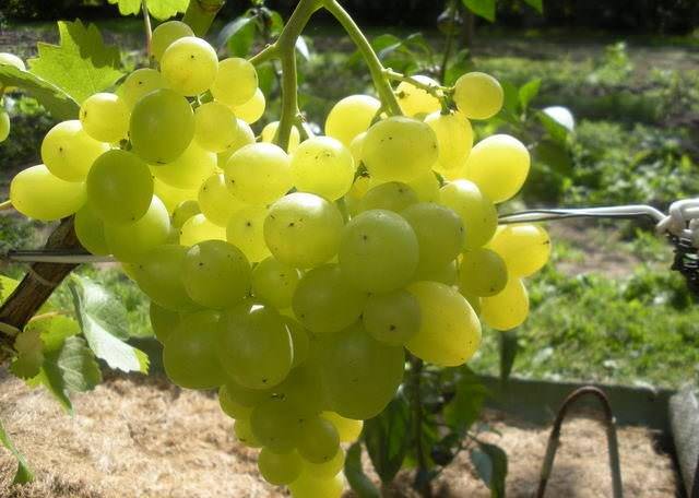 Описание винограда супер экстра