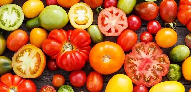 Самые урожайные томаты для ленинградской области