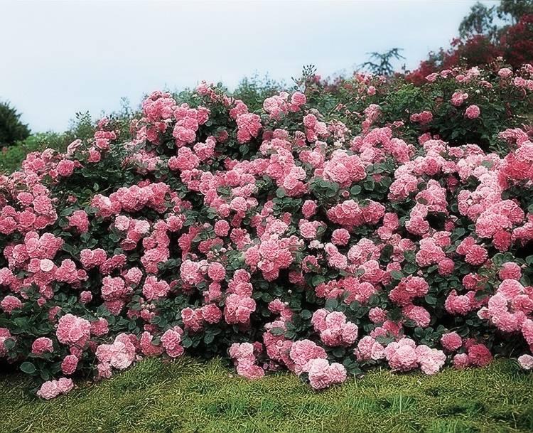 6 типов роз: описание и уход. какие розы посадить в саду?
