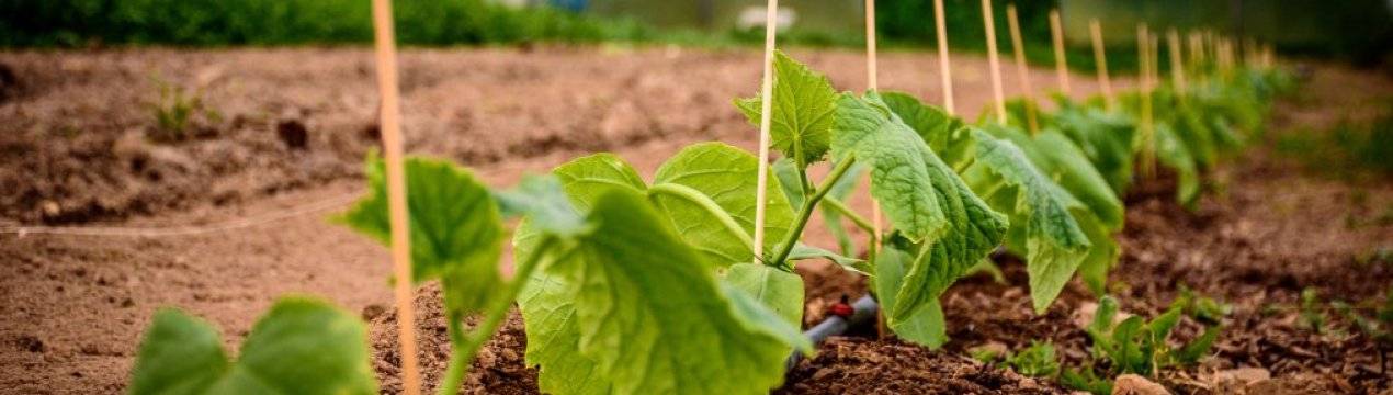 Подкормка куриным пометом овощей: рецепты и нормы расхода удобрения