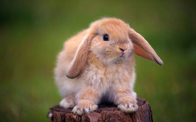 Карликовые кролики. популярные породы, основы ухода и содержания.