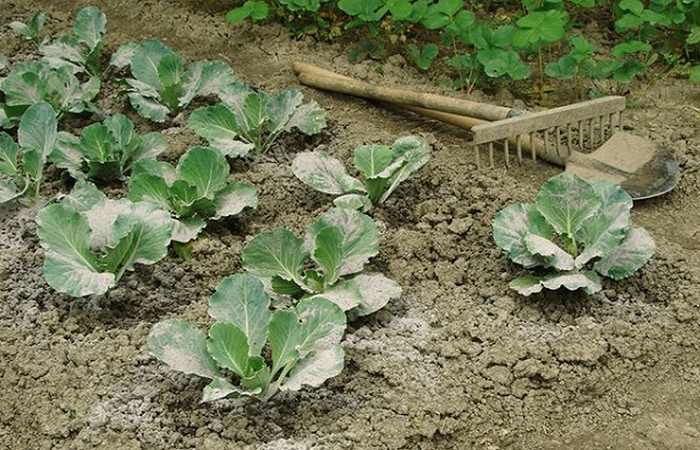 Как подкормить растения дрожжами, приготовление удобрения для огорода