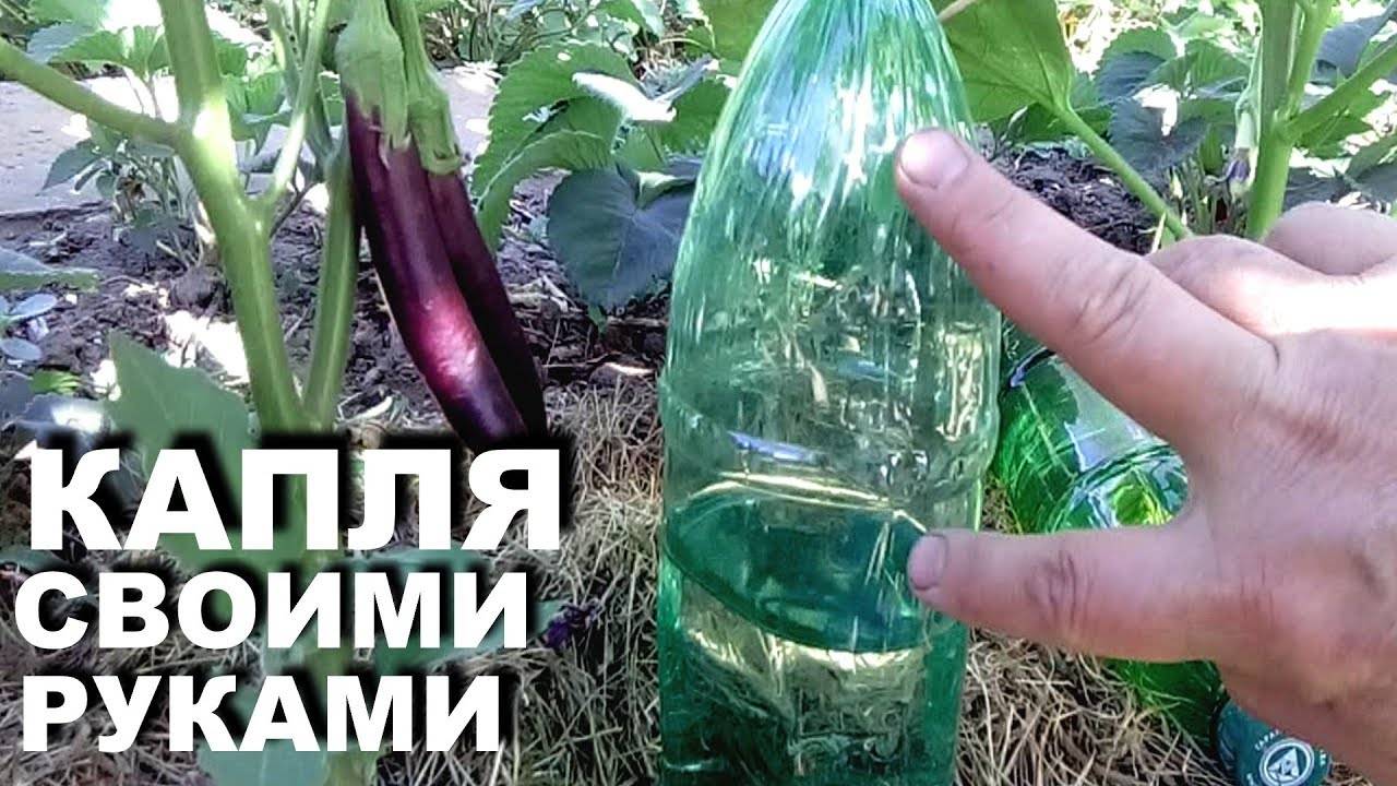 Прикорневой капельный полив из пластиковых бутылок своими руками
