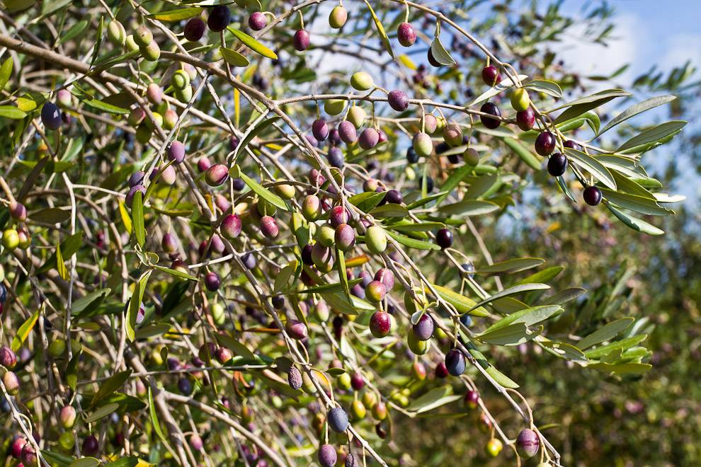 Оливковое дерево уход в домашних условиях сохнут молодые листья. как выглядит и как цветет вечнозеленое оливковое дерево в горшке (с фото)