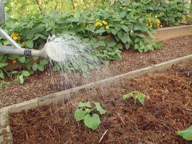 Как поливать огурцы для хорошего урожая в открытом грунте, в теплице, сколько раз
