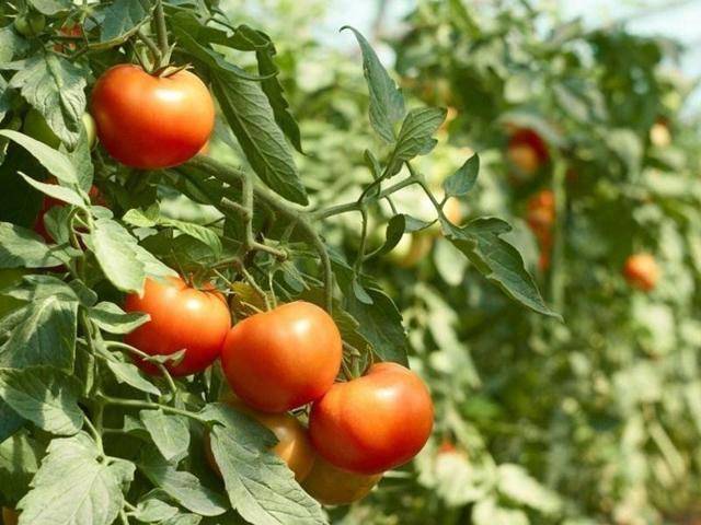 Великолепный гибрид томатов  «ажур f1»